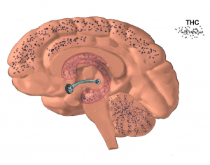 Localizzazione dei siti di legame del THC (cannabis)