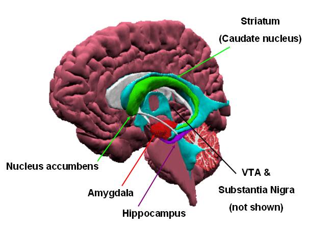 cervello e circuiti neuronali