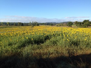 Campo di girasoli