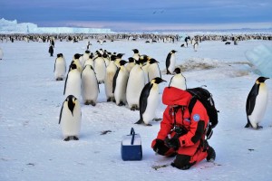 Un ricercatore nelle pinguinaie